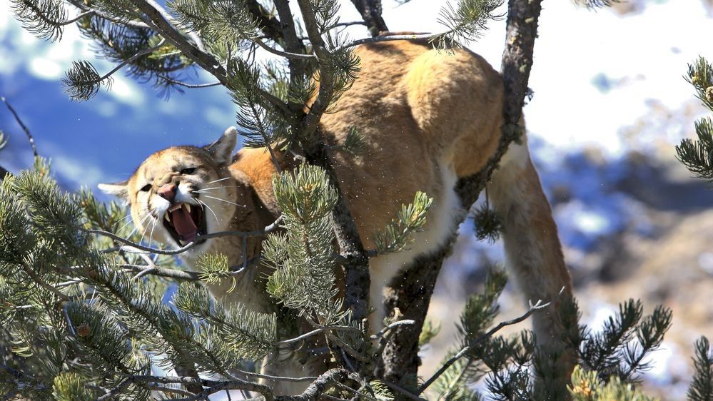 Mountain lion baring teeth while perched in a pine tree in a mountainous landscape photographed by Robbie George