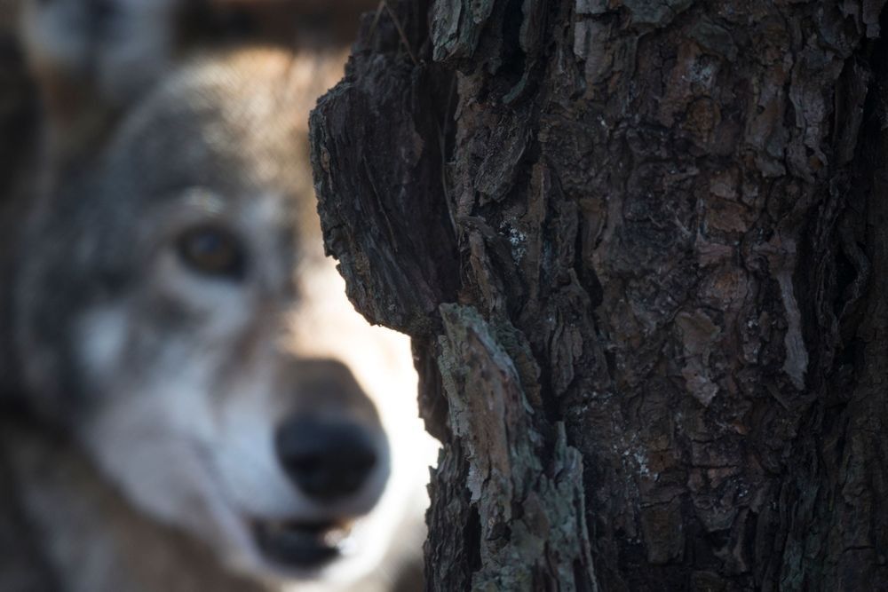 Red Wolf partially hidden behind tree bark in forest habitat photographed by Robbie George