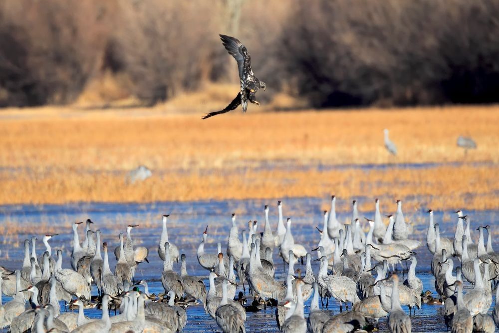 Snow geese and sandhill cranes interacting within wetland habitat at Bosque del Apache showing group behavior and ecological relationships