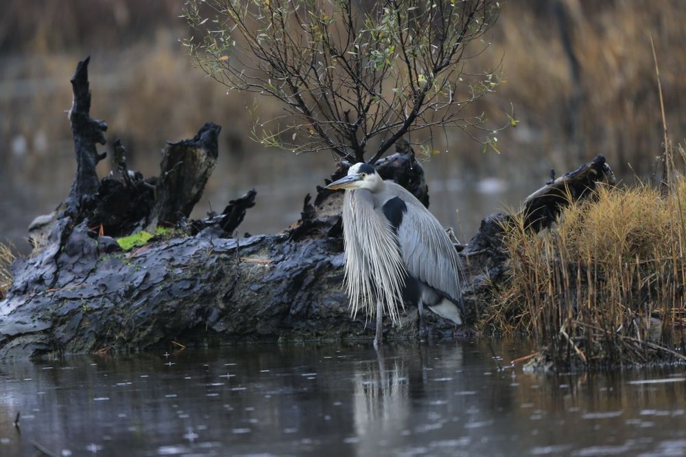 Great blue heron standing in reflective wetland marsh at Blackwater National Wildlife Refuge photographed by Robbie George
