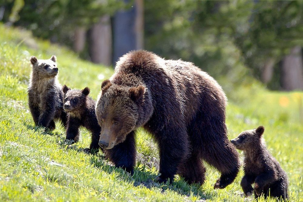 Grizzly bear mother walking with cubs through grassy mountain habitat photographed by Robbie George