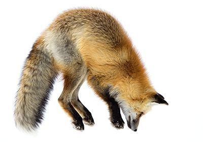 Red fox pouncing through snow