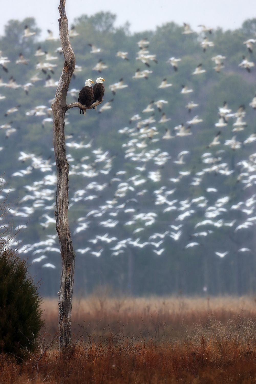Bald eagles overlooking snow geese migration across the marsh at Blackwater National Wildlife Refuge photographed by Robbie George