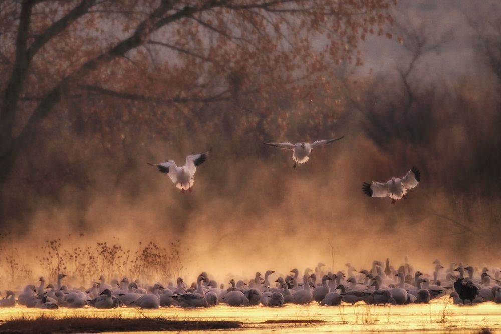 Large flock of snow geese taking flight over wetland water at sunrise in Bosque del Apache National Wildlife Refuge