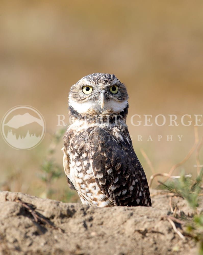Silent Sentinel Photography Art | Robbie George Photography LLC