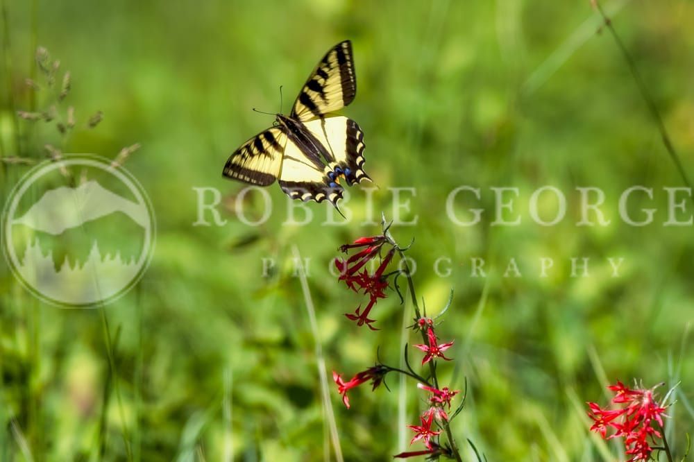 Stunning Butterfly Photography by Robbie Geo: Nature's Beauty