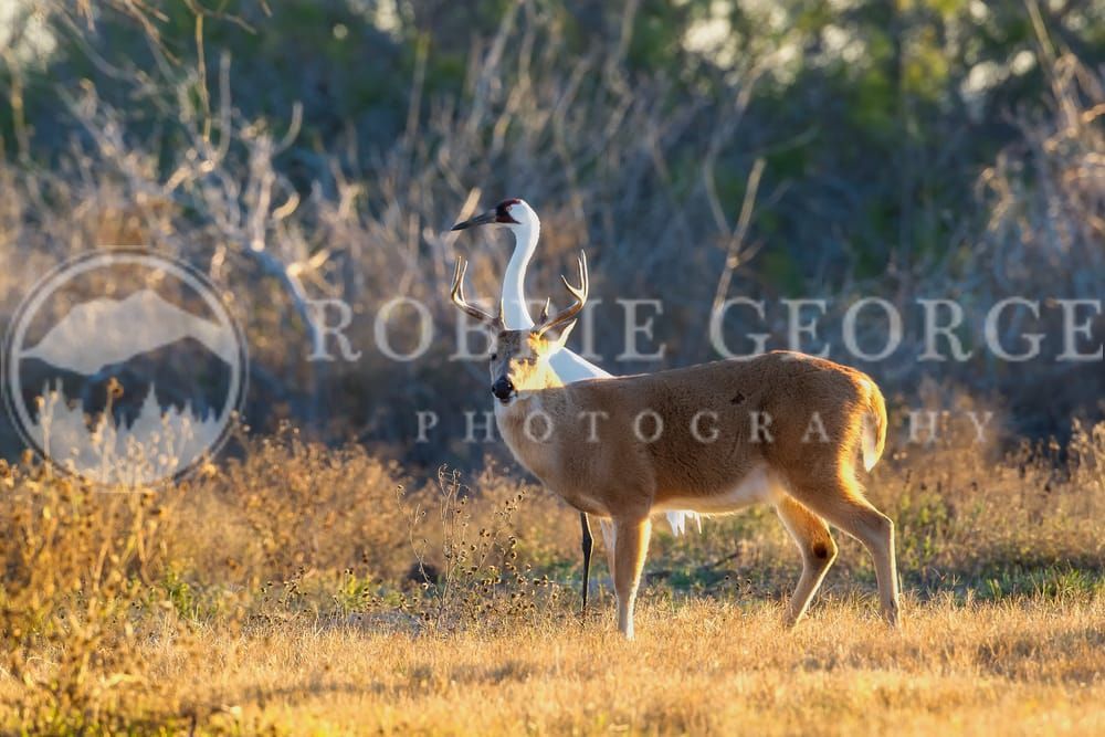 Majestic Whooping Crane Photograph by Robbie George - Wildlife Conservation Art