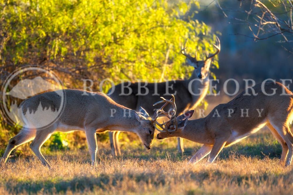 White-Tailed Deer in Texas - 'Be Wild' Photo by Robbie George
