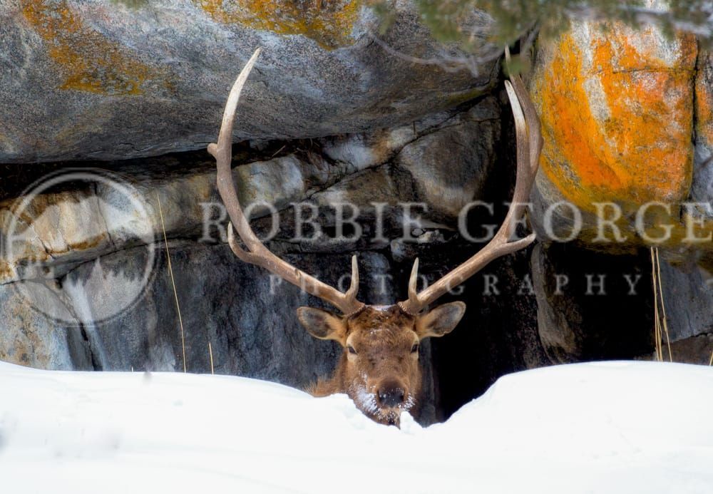 Guardian of the Winter Sanctuary - Bull Elk in Snow by Robbie George