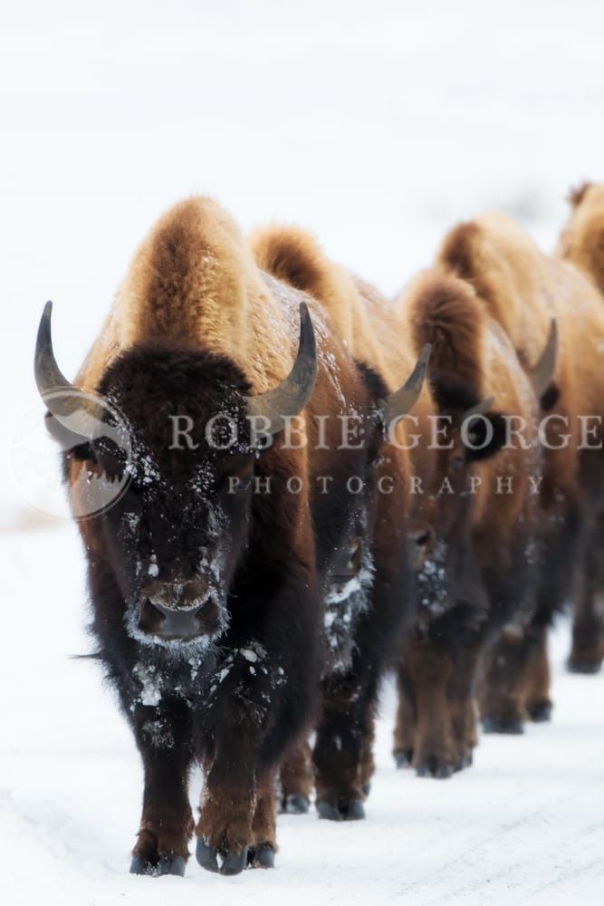 Wild Buffalo in the Rockies - Perpetual Journey Photography