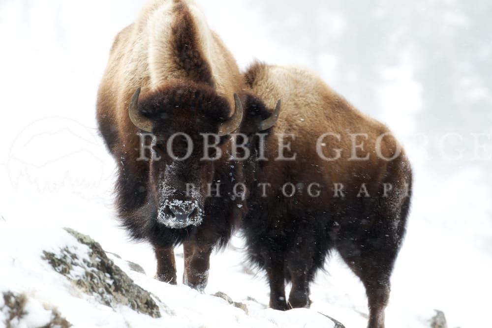 Resilient Bison in Yellowstone's Winter – Captured by Robbie George Photography