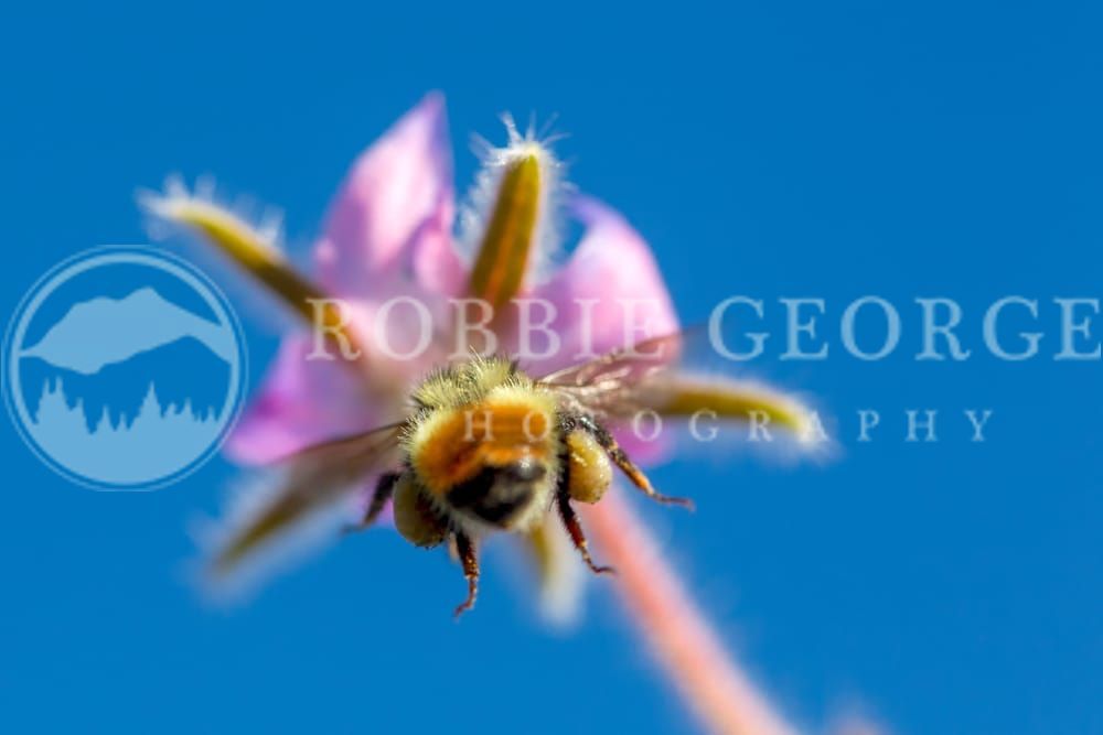 Bee Pollinating Flower Close-Up Photo by Robbie George Imga

