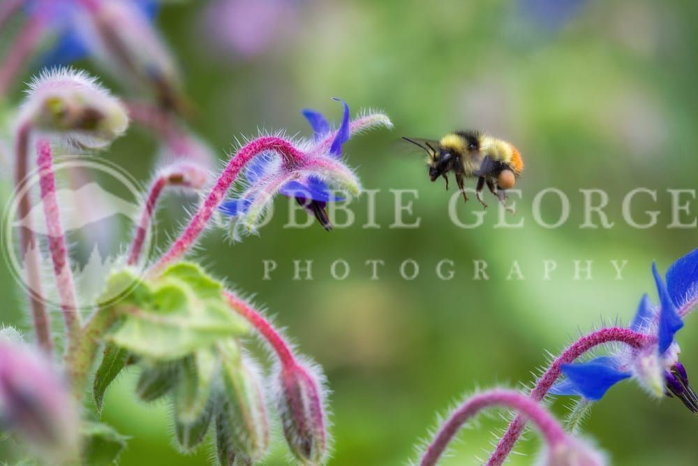 Bee in Mid-Flight with Pollen Baskets - Nature Photography by Robbie George
