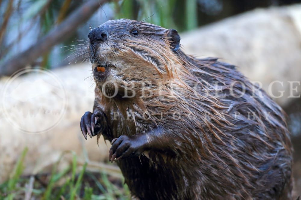 A Day in the Life: Industrious Beaver at Work - Robbie Georg