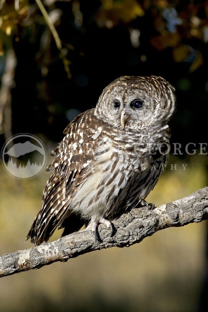 Barred Owl's Silent Wisdom – Serene Forest Perch by Robbie George Photography