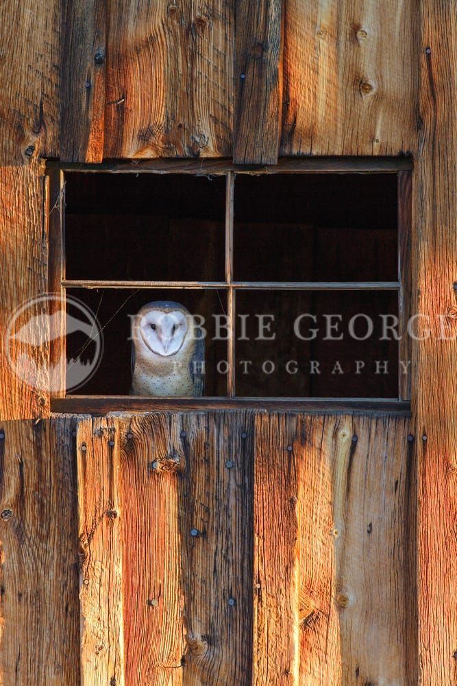 Barn Owl in Barn Window - Captivating Wildlife Photography 