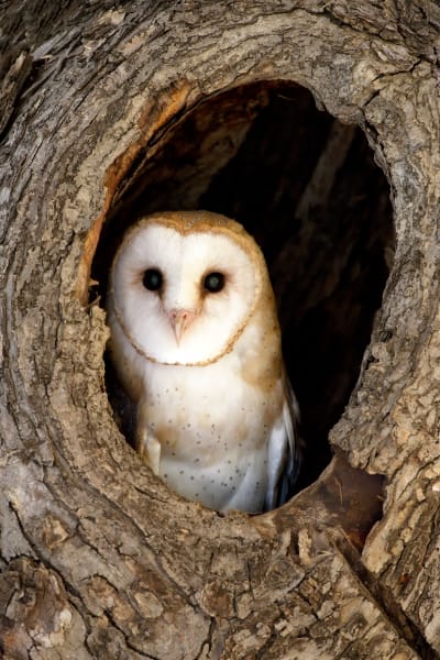 Barn Owl - Mystique Wildlife Photography by Robbie George