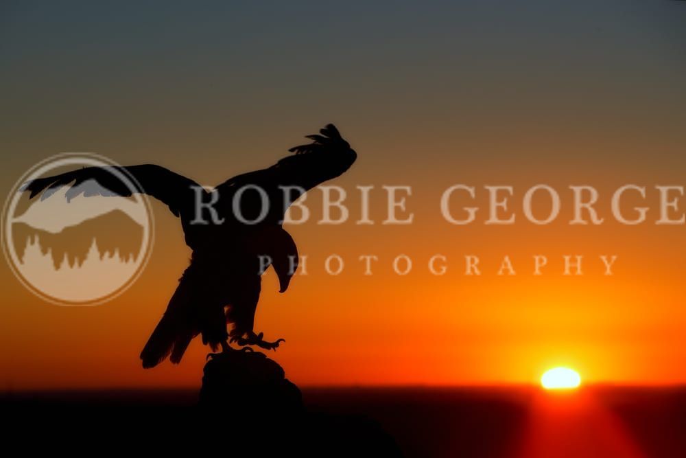 Bald Eagle At Sunrise - Majestic Wildlife Photography by Robbie George