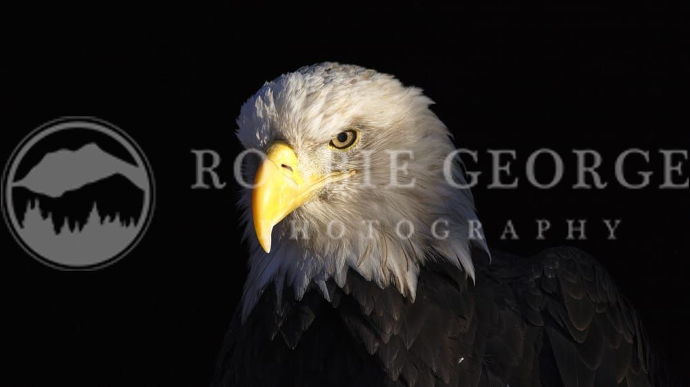 Stunning Bald Eagle Close-Up by Robbie George Photography - Haliaeetus Leucocephalus in Detail