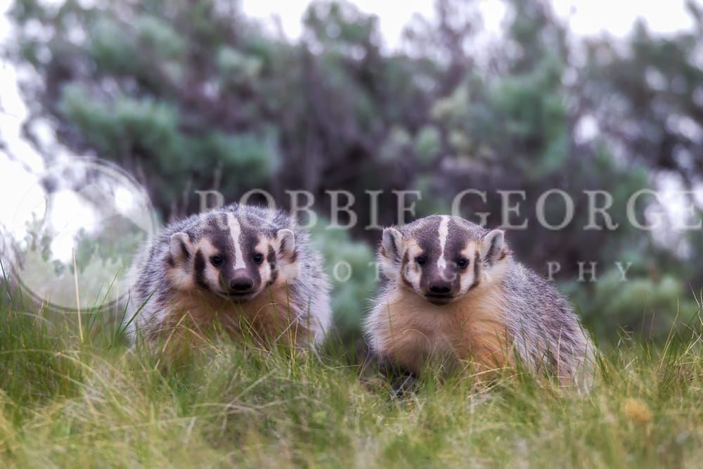 Curious Badger Kits Exploring in Spring – Robbie George Photography