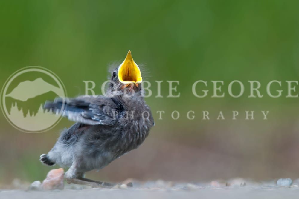 'Mountain Bluebird' - Elegant Bird Photography by Robbie George.
