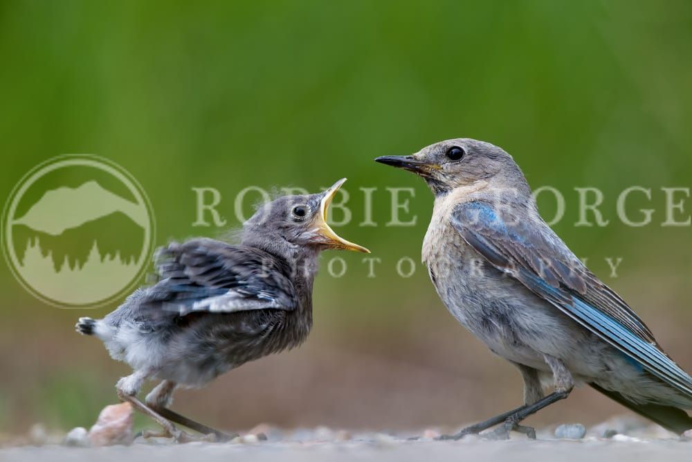 Blue Bird - Vibrant Wildlife Photography by Robbie George
