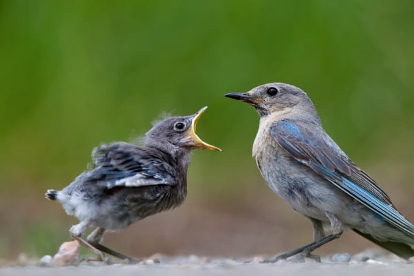 Blue Bird - Vibrant Wildlife Photography by Robbie George