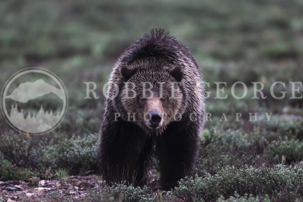 Grizzly Bear Photography: Wilderness by Robbie George