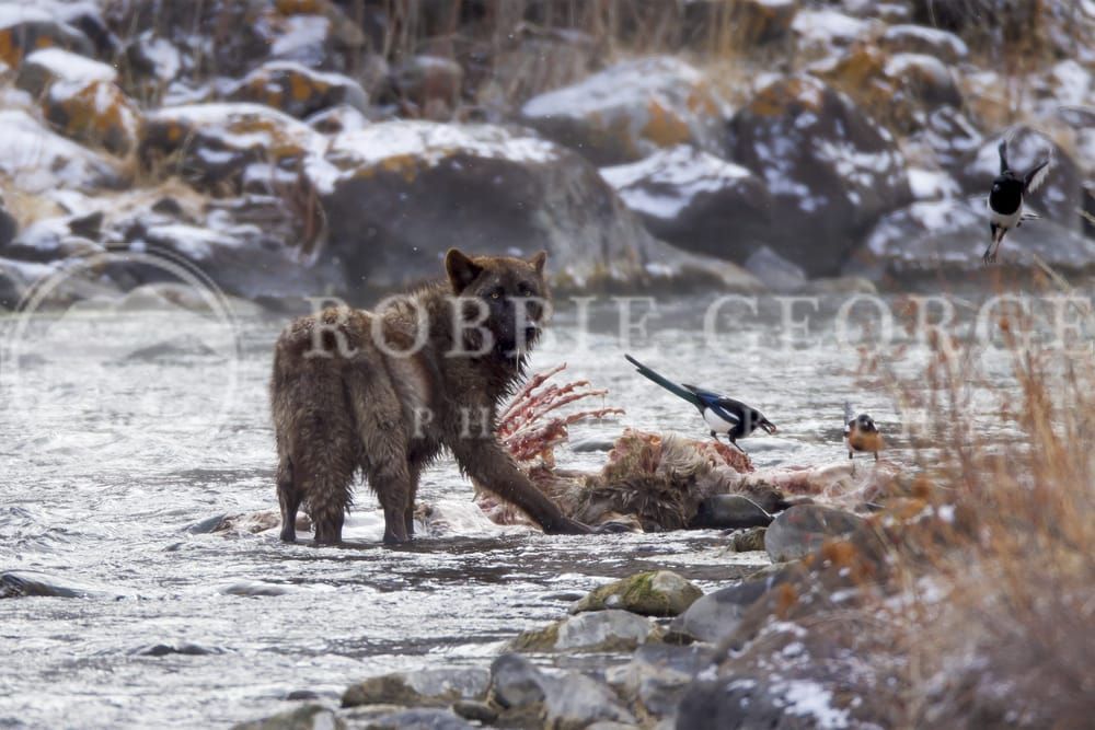 Wild Black Wolf in Natural Habitat –Fine Art | Robbie Geo