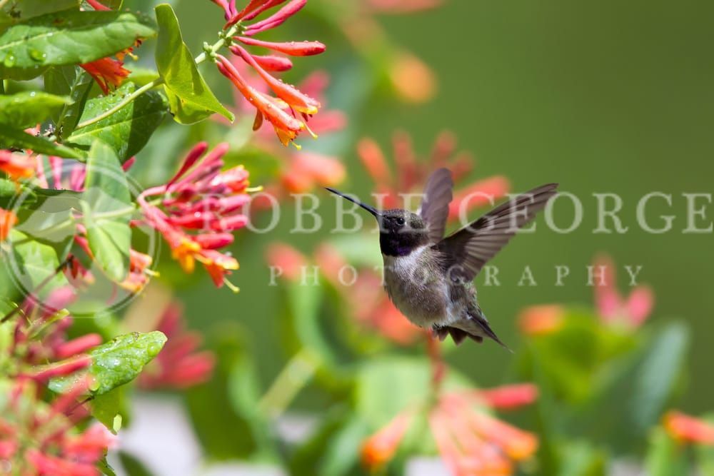 Grace in Flight: The Black-Chinned Hummingbird - Nature Photography by Robbie George