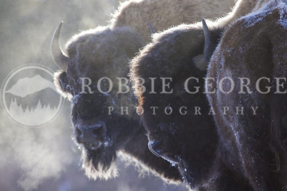 Majestic Bison in Snow - Wildlife Photography Print | Robbie George Photography