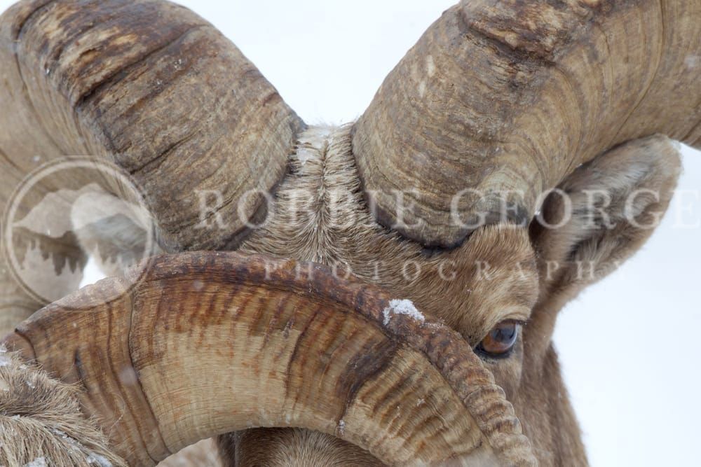 Beauty And Courage - Mountain Sheep Wildlife Photograph | Robbie George Photography