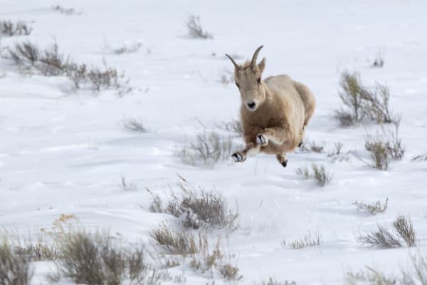 Joyful Presence - Serene Female Bighorn Sheep Photography by Robbie George