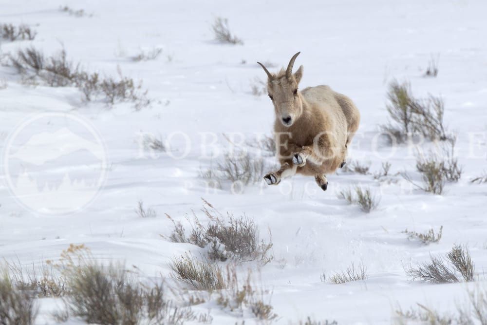 Joyful Presence - Serene Female Bighorn Sheep Photography by Robbie George