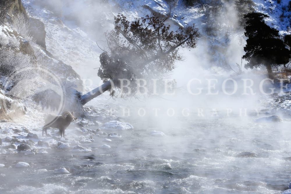Wildlife Wall Art Collection: Nature’s Essence by Robbie 