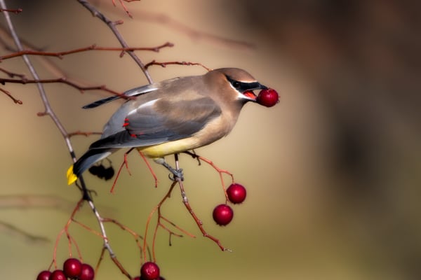Dreams Full of Color - Cedar Waxwing Wildlife Photograph | Robbie George Photography.