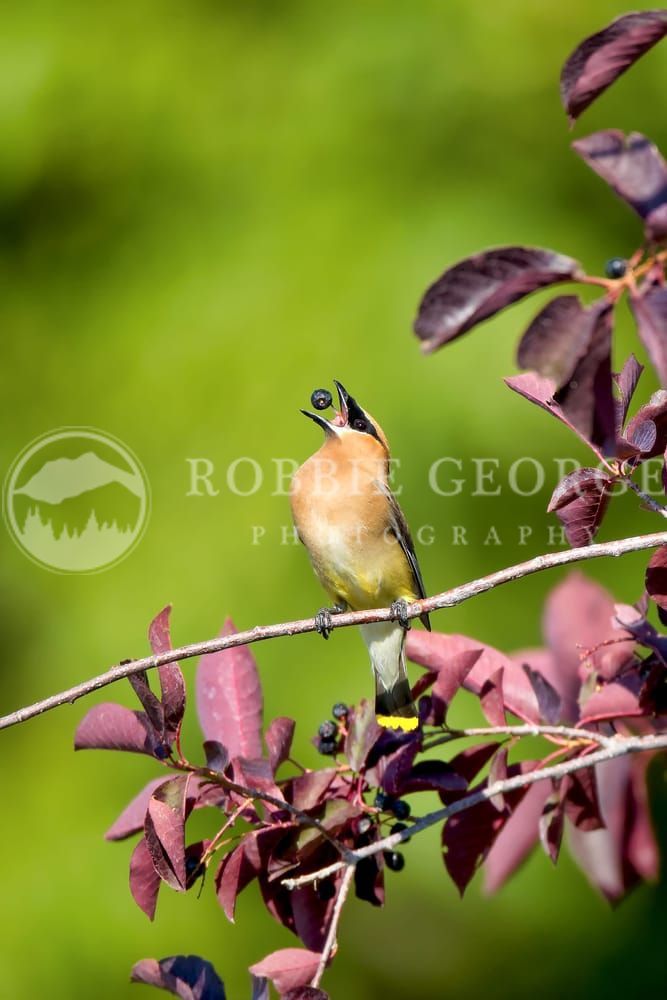'Cedar Waxwing' - Capturing Nature's Beauty by Robbie George Photography.