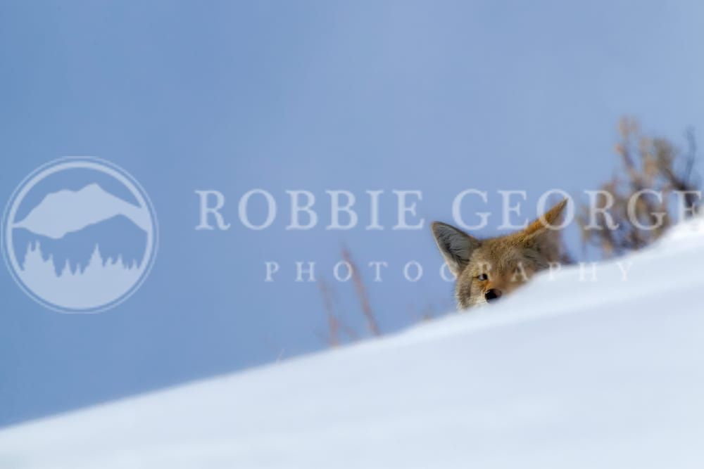 Wild Coyote in Wyoming Winter - 'The Coyote's Winter' by Robbie George