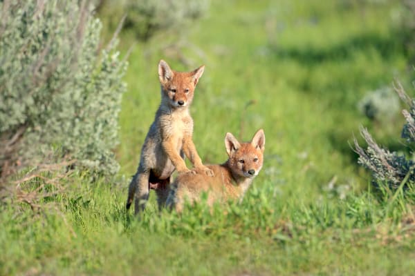 'Every Moment' - Baby Coyotes in the Wild by Robbie George Photography.