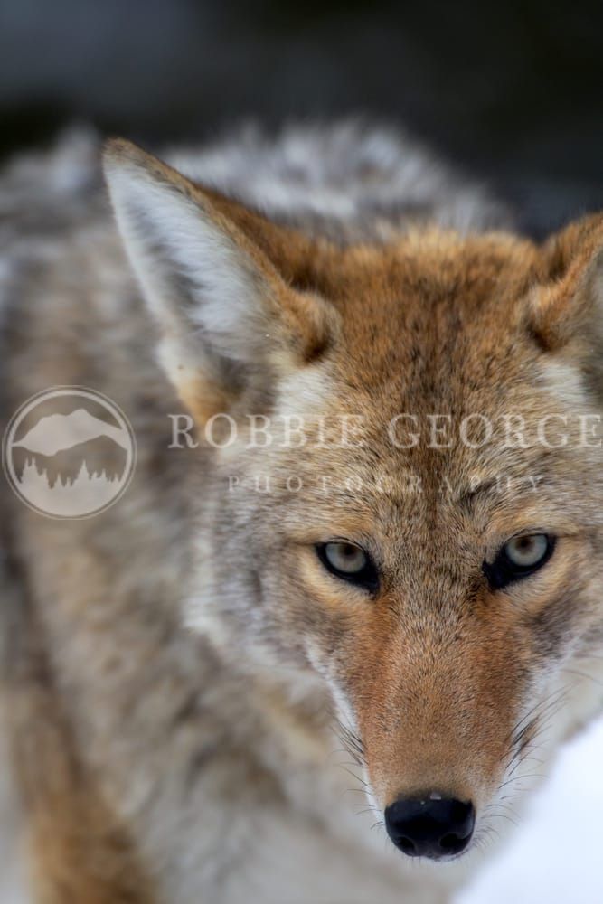 Coyote Eyes - Intense Wildlife Photography by Robbie George