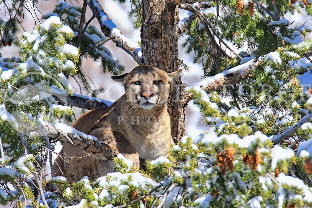 Mountain Lion in the Wild - 'Majestic Gaze' Photo by Robbie George