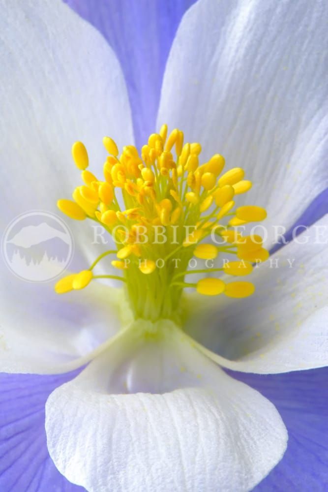 Untamed Blossom - Columbine Wildflower in Colorado by Robbie George Photography