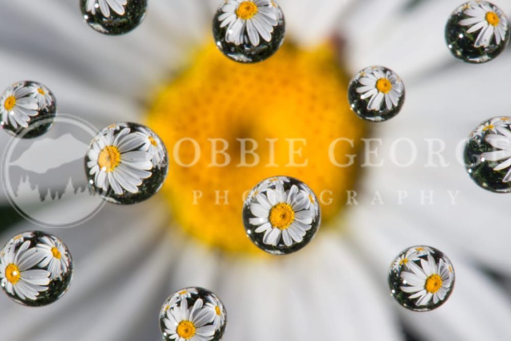 Seed of Creativity – Wildflower Meadow in Colorado by Robbie