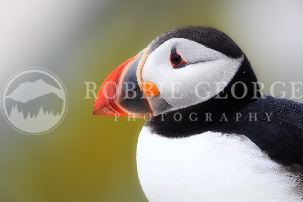 Atlantic Puffin Close-Up - 'Symphony of Colors' by Robbie George Photography
