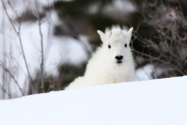 'Mountain Goat Images' - Alpine Majesty Captured by Robbie George Photography.