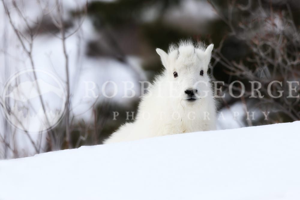 'Mountain Goat Images' - Alpine Majesty Captured by Robbie George Photography.