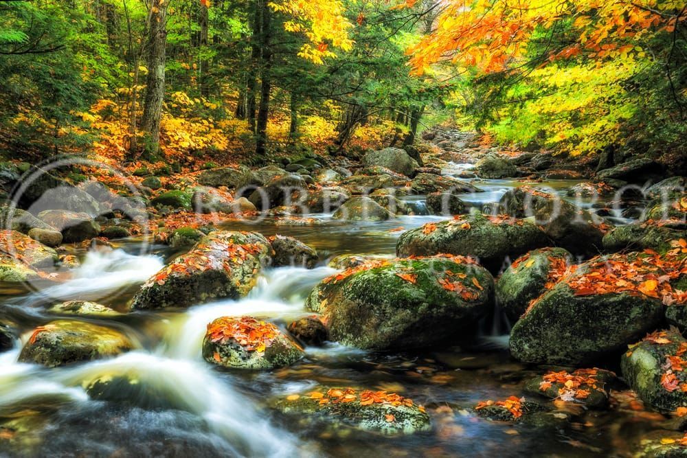 Whispers of Autumn Serenity – Fall Foliage Photography