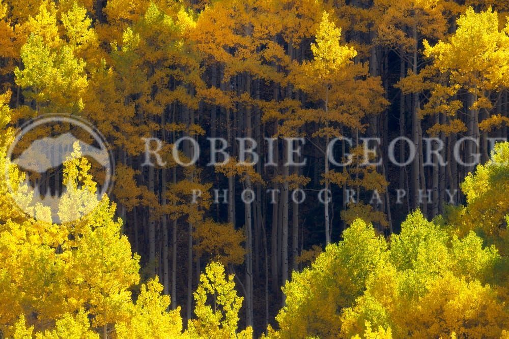 Divine Frequency: Stunning Aspen Trees in Autumn by Robbie George