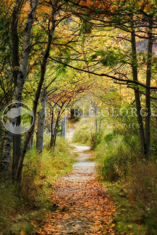 Cobbled Path - Fall Foliage in Acadia National Park |Robbie 