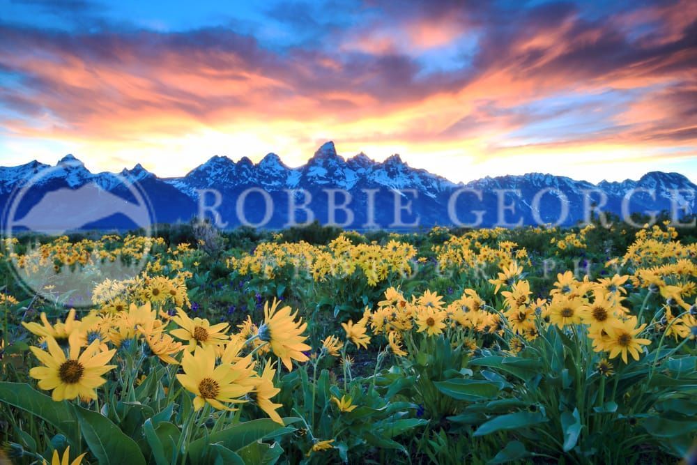 Unleash The Fire - Teton Mountains and Sunflowers by Robbie George Photography